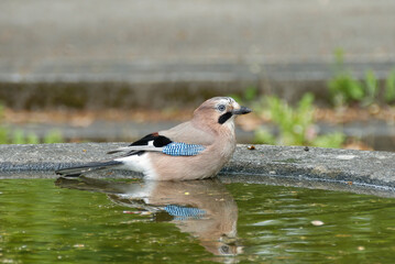 Eurasian Jay (Garrulus glandarius) sitting in a water fountain in Zurich, Switzerland