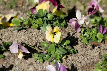 Common brimstone butterfly (Gonepteryx rhamni) perched on yellow pansy in Zurich, Switzerland
