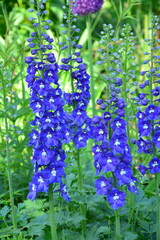 Pflanze, Blüten, Rittersporn, Natur, Sommer