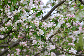 Apple Blossoms in Spring wallpaper