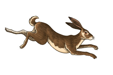 Hare or rabbit jumping. Wild animal running . Hand drawn or engraved sketch style traditional illustration, line work in ink for alcohol label
