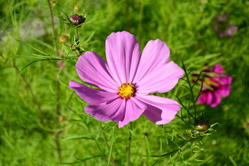 Fototapeta premium Blüte, Blume, Cosmea, Pflanze, Wiese., Natur, Sommer