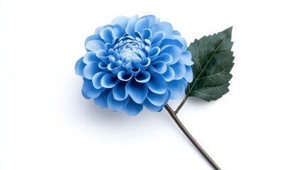 Obraz premium Light Blue Dahlia Flower with Green Leaf on White Background