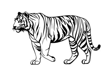 Fototapeta premium tiger vector