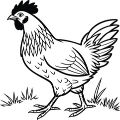 vector illustration of a chicken
