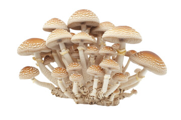 Cluster of Brown and White Mushrooms . White background PNG