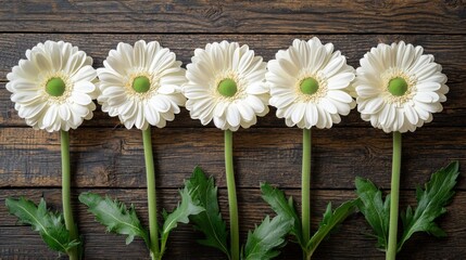 Obraz premium Close-up of five white daisies with green centers and long stems arranged on rustic wooden surface for nature floral design background