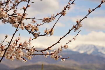 A flowering apricot tree against the backdrop of mountains and urban environment.