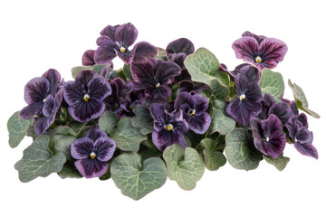 Obraz premium Dark Purple Pansies - Exquisite Floral Display . White background PNG