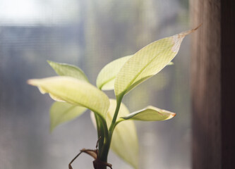 indoor plant with light yellow leaves on a blurred background of light from the window