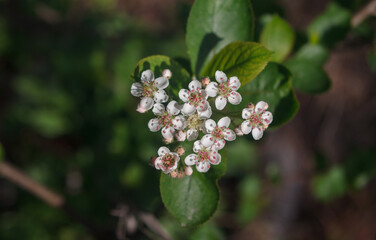 an inflorescence of white viburnum flowers on a branch on a blurred background