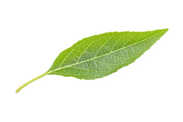 Close-up of a Vibrant Green Leaf . White background PNG