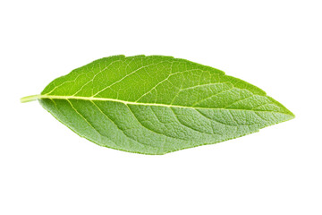 Fototapeta premium Close-up of a vibrant green leaf . White background PNG