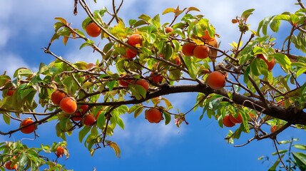 秋空に映える柿の実