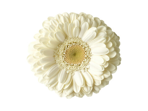 Detailed, high-resolution image of a large, pristine white gerbera daisy, showcasing its delicate petals and vibrant center.