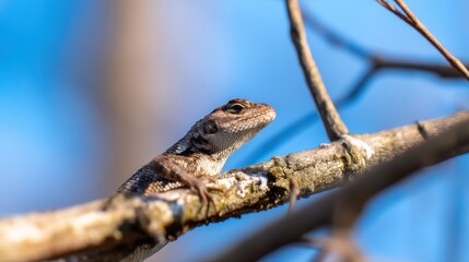 Fototapeta premium A close-up of a lizard perched on a branch, basking in the sunlight against a blue sky
