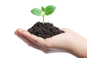 Tiny Plant in a Handful of Soil: A Symbol of Growth . White background PNG