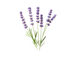 Graphic representation of several lavender stems and blossoms,  presented against a plain black background.  The image focuses on the delicate details of the plant life.