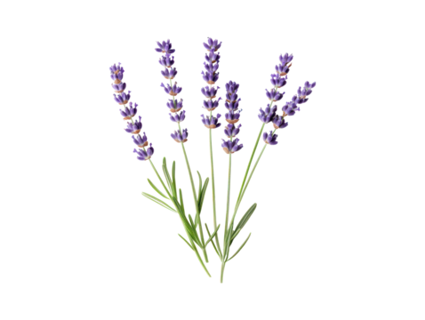 Graphic representation of several lavender stems and blossoms,  presented against a plain black background.  The image focuses on the delicate details of the plant life.