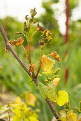 grape bud freeze damage