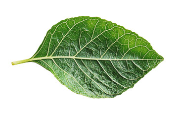 Close-up of a Vibrant Green Leaf . White background PNG