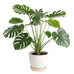 Monstera delicios plant in pot isolated on transparent background