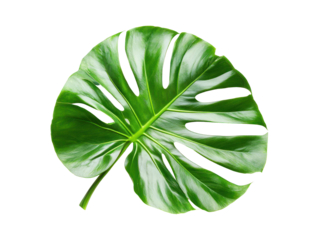 Detailed close-up image of a large, vibrant green leaf with a unique pattern.  The background is a colorful, textured design.