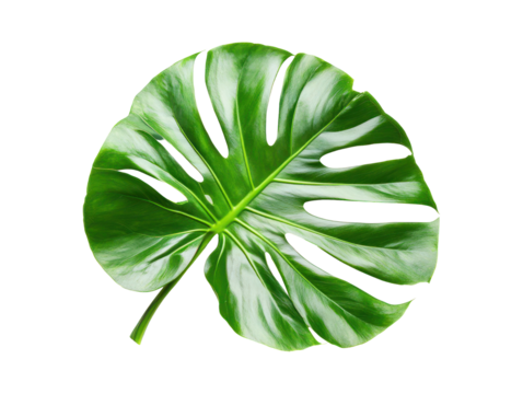 Detailed close-up image of a large, vibrant green leaf with a unique pattern.  The background is a colorful, textured design.