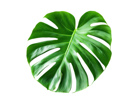 Vibrant green monstera leaf displays intricate venation, surrounded by a bold graphic design with colorful bands and shapes.