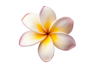 Detailed view of a single, beautiful, fragrant plumeria flower with vibrant colors and soft petals against a backdrop of contrasting colors.