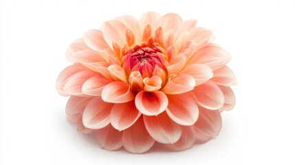 Pale Peach Dahlia Flower on White Background