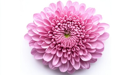 Pale Pink Chrysanthemum Blossom on White Background