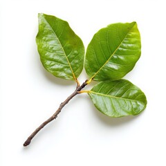 Fototapeta premium A vibrant green branch featuring three glossy leaves, set against a clean white background, ideal for botanical studies, nature-themed designs, or educational materials