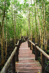 Empty wooden footbridge in nature mangrove forest for trail route. Walking bridge, a wood bridge across jungle, path way at the Mu Ko Chumphon national park, Chumphon  Province,Thailand. Vertical.