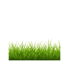 Fototapeta premium Lush Green Grass Border, Isolated On Transparent Background