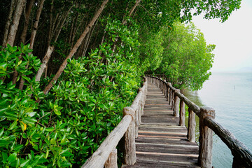 Wooden footbridge in coast of mangrove forest for trail route. Walking bridge, a wood bridge across jungle, path way at the Mu Ko Chumphon national park, Chumphon  Province,Thailand.