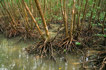 The branching of mangrove roots and the complete coastal ecosystem, Mangrove ecosystem at Mu Ko Chumphon national park, Chumphon Province,Thailand.