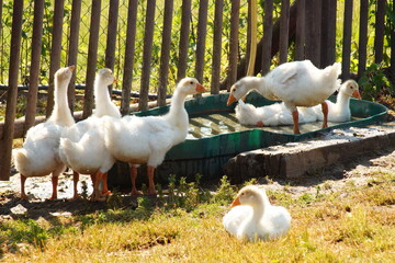 Tiere, Vogel, Zaun, Tränke, Wiese, Natur