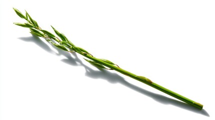Fototapeta premium Fresh green asparagus stalk with delicate tips isolated on white background, ideal for culinary use