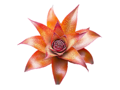 Striking close-up view of a vibrant orange-red bromeliad plant, showcasing intricate details and brilliant colors.