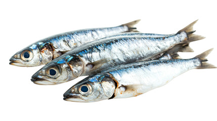 Fototapeta premium Fresh Sardines on White Background for Culinary Design Projects