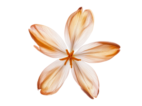Digitally enhanced, detailed view of a pale orange and beige flower with a stylized, geometric background.