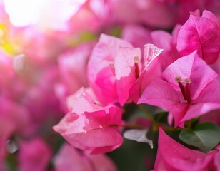 closeup of pink bougainvillea flower using as background natural flora plants ecology cover page concept