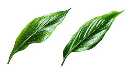 Obraz premium Vibrant green leaf with water droplets isolated on white or transparent background Cutout PNG