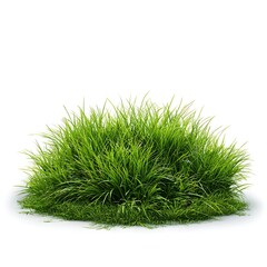 Fototapeta premium A vibrant green grass clump, perfectly isolated on a clean white background