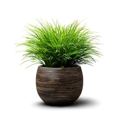 A vibrant green grass plant in a textured brown ceramic pot, isolated against a clean white background