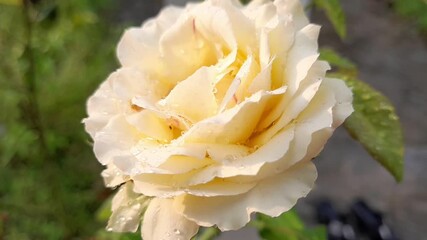 A white rose wet with dew. Khulna, Bangladesh. 28th April, 2025.