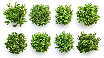 Set of dense and vibrant green garden bushes with tiny, bright blossoms on a white background.