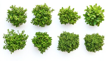 Set of dense green bushes with small, round leaves and thin branches on a white background.
