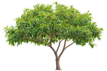 Majestic Green Tree in Nature . White background PNG